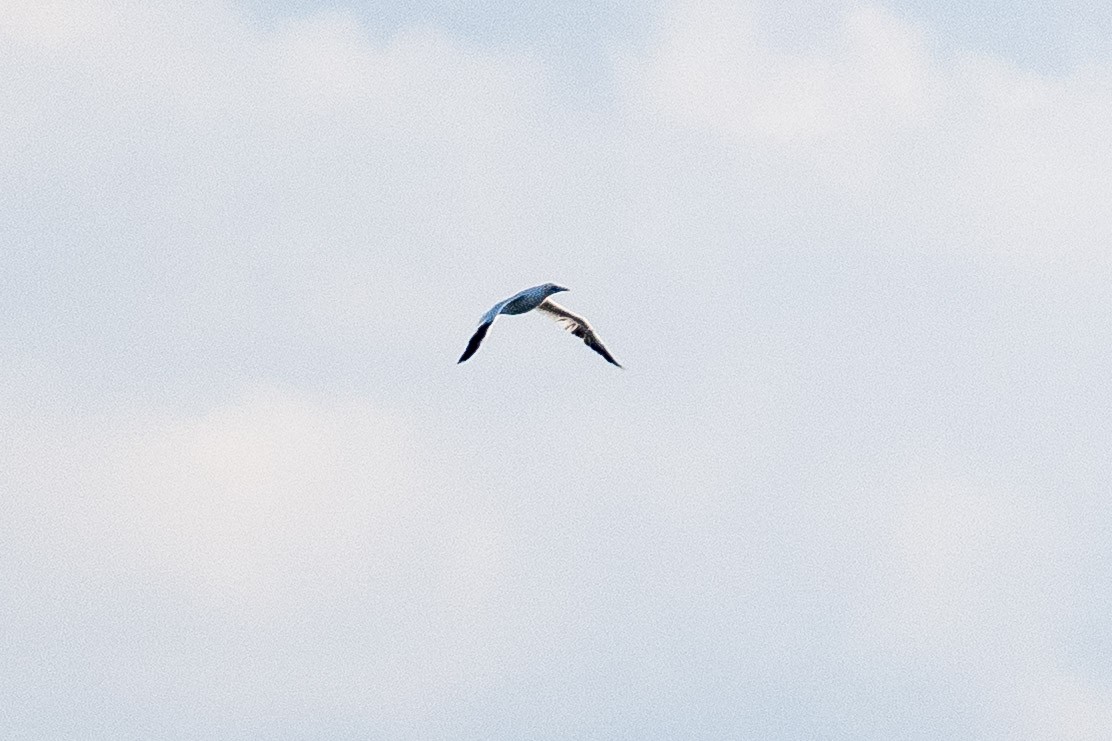 Northern Gannet - ML645255235