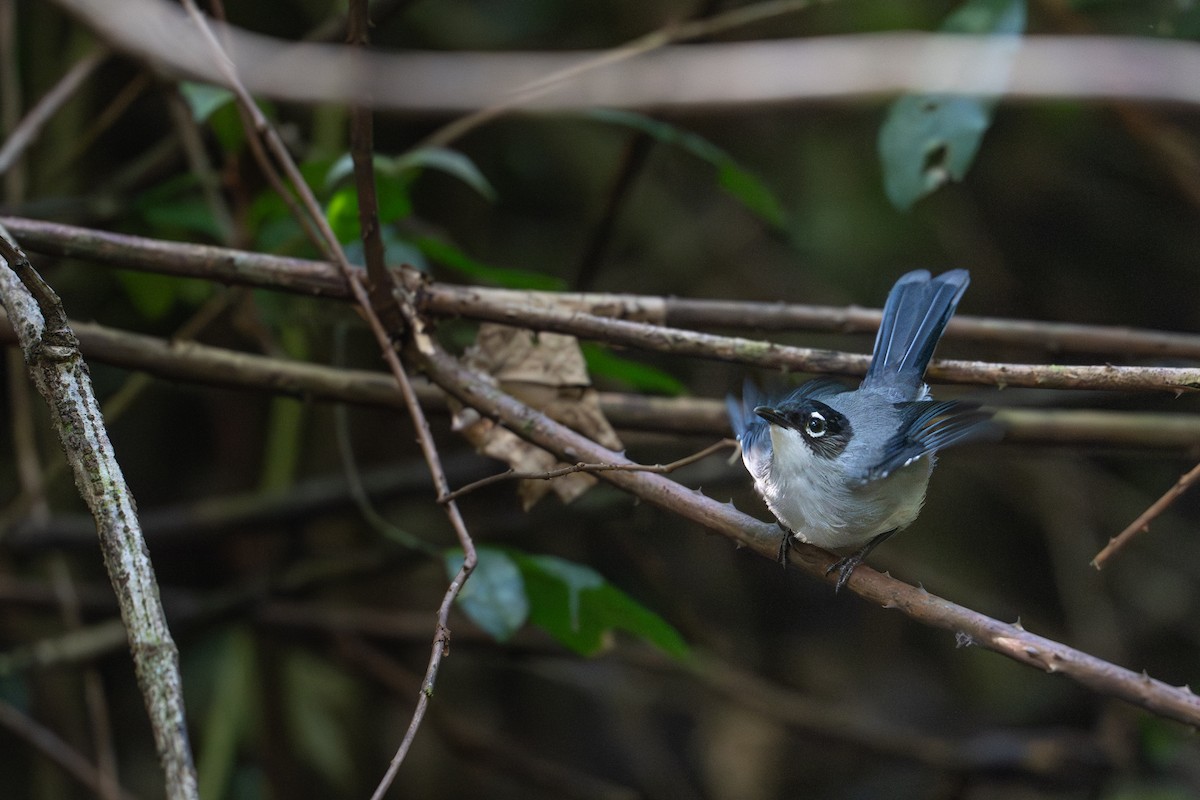Garrulaxe de Desgodins (robinsoni) - ML645255242