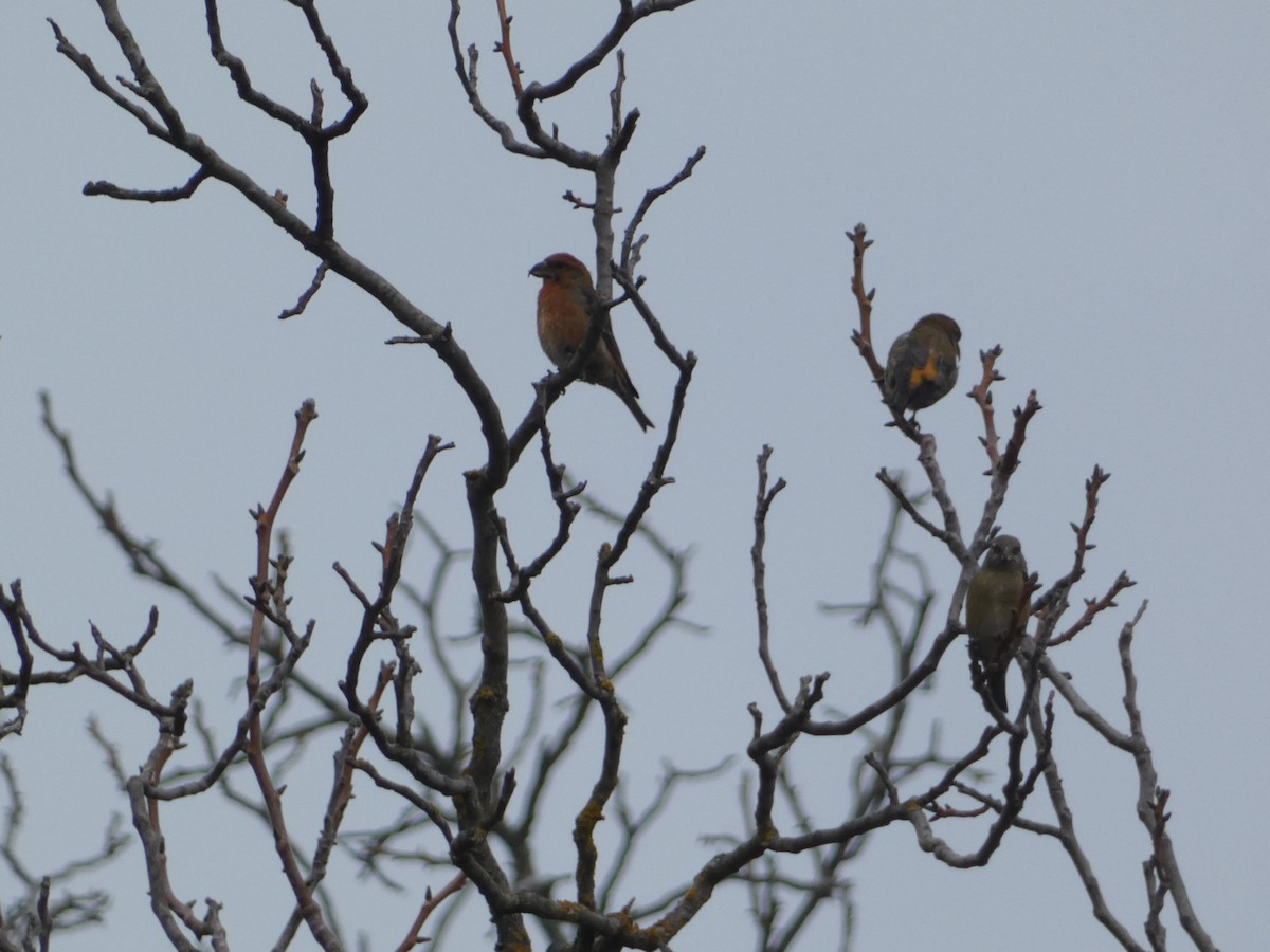 Red Crossbill - ML645255245