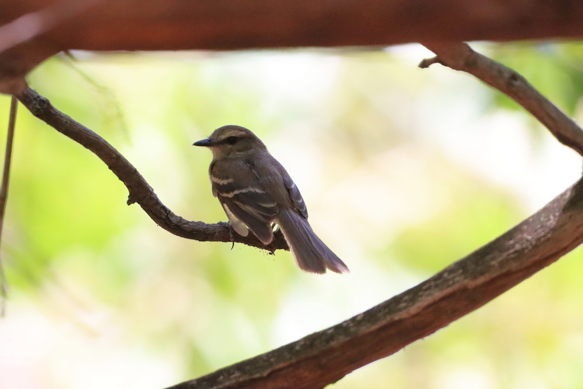 Fuscous Flycatcher - ML645255257