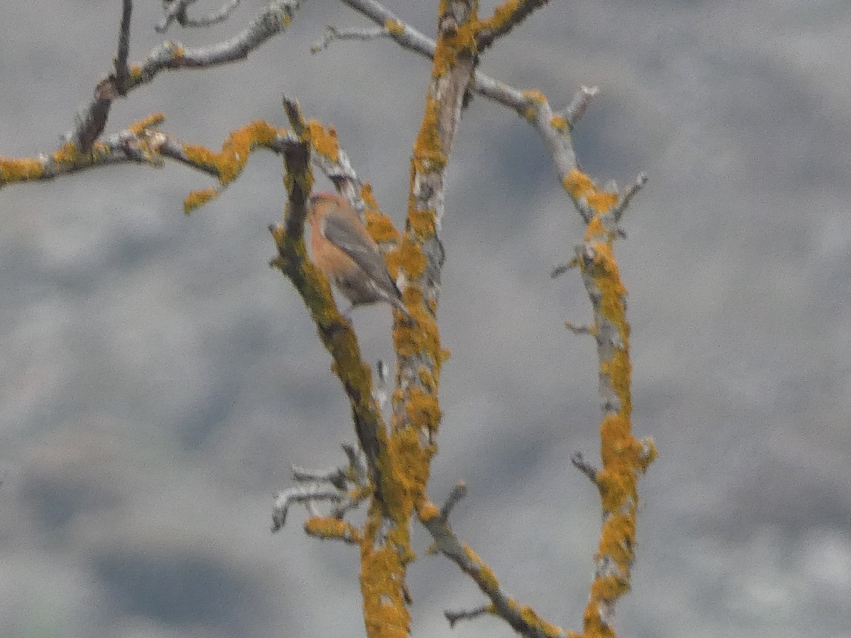 Red Crossbill - ML645255269