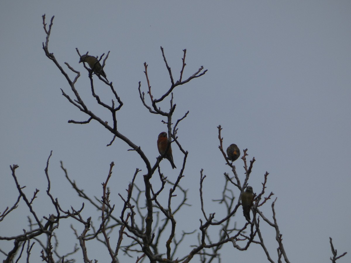 Red Crossbill - ML645255270