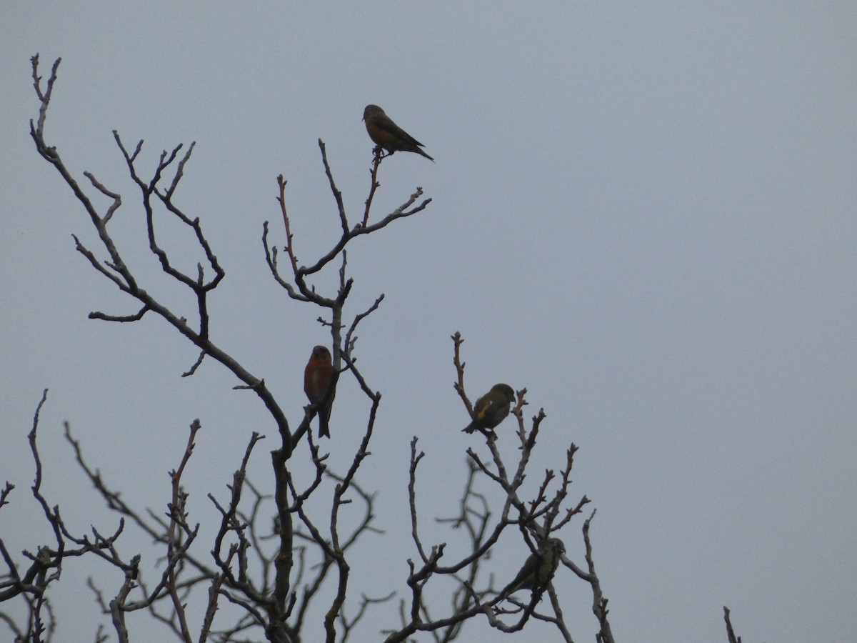 Red Crossbill - ML645255271