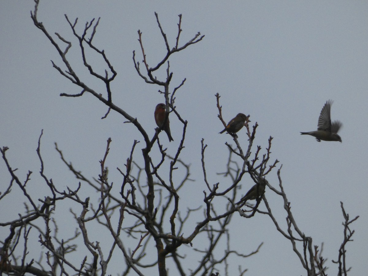 Red Crossbill - ML645255272