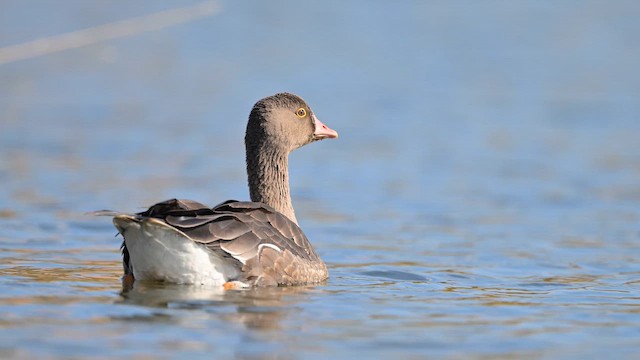 Lesser White-fronted Goose - ML645255277