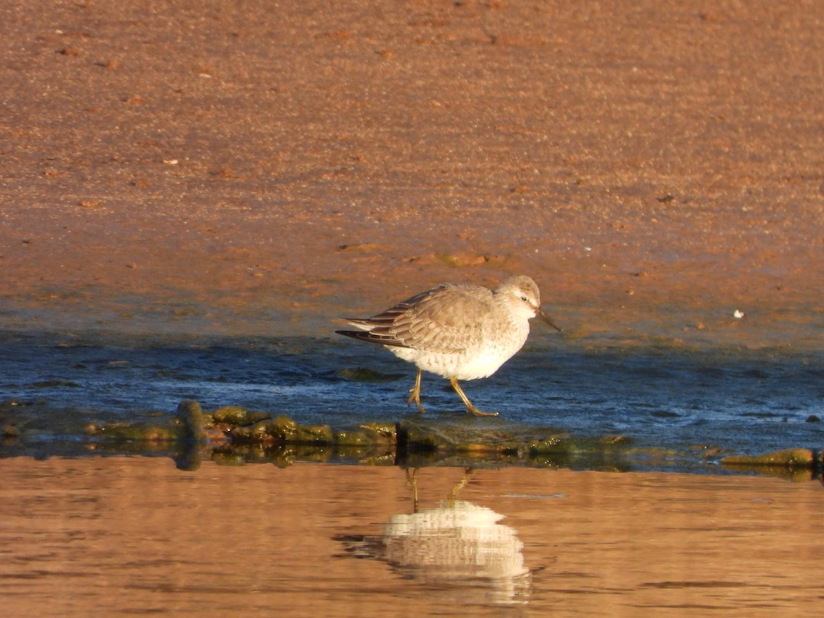 Bécasseau maubèche - ML645255284