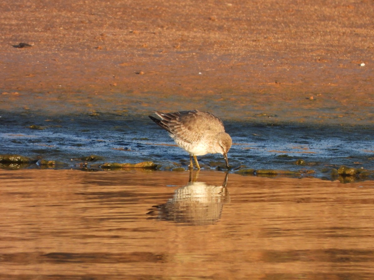 Bécasseau maubèche - ML645255285