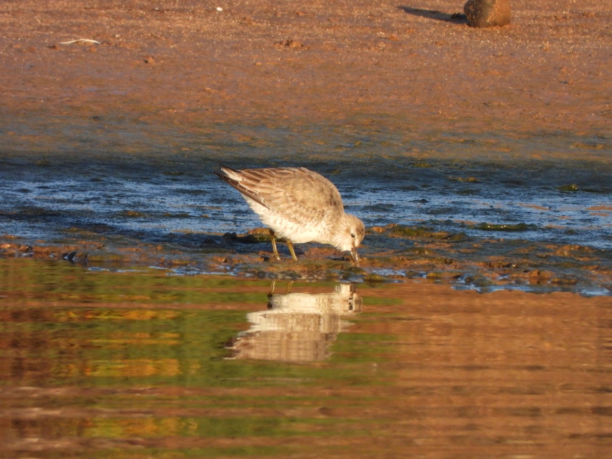 Bécasseau maubèche - ML645255286