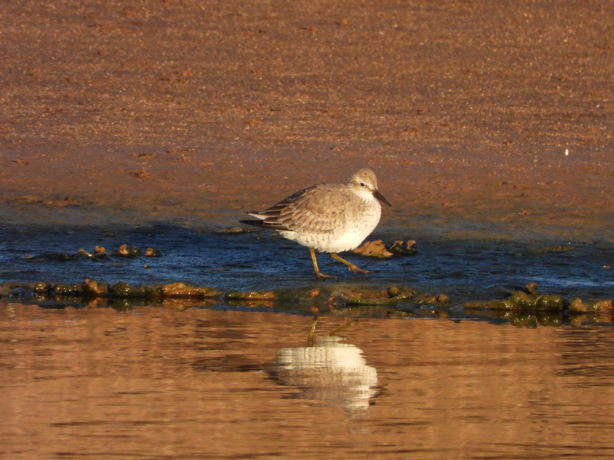 Bécasseau maubèche - ML645255287