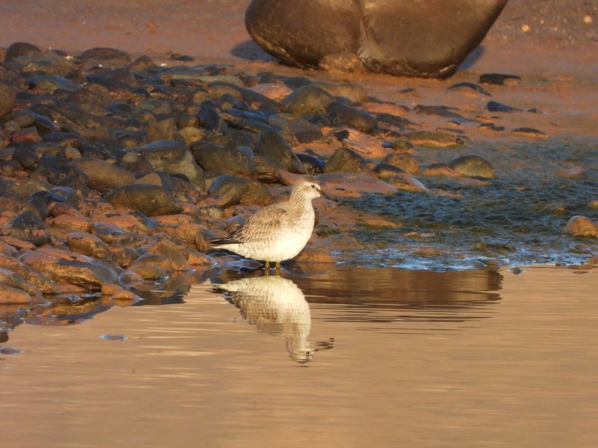 Bécasseau maubèche - ML645255288