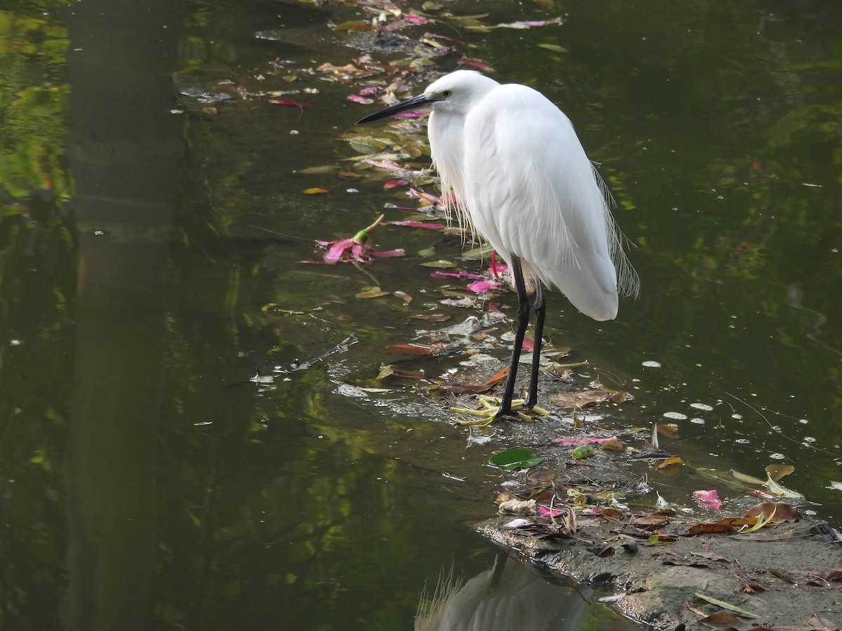 Little Egret - ML645255293