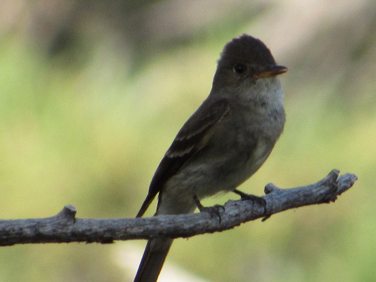 Western Wood-Pewee - ML645255321