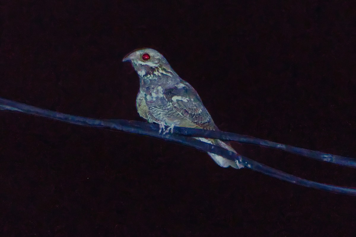 Eurasian Nightjar - ML645255327