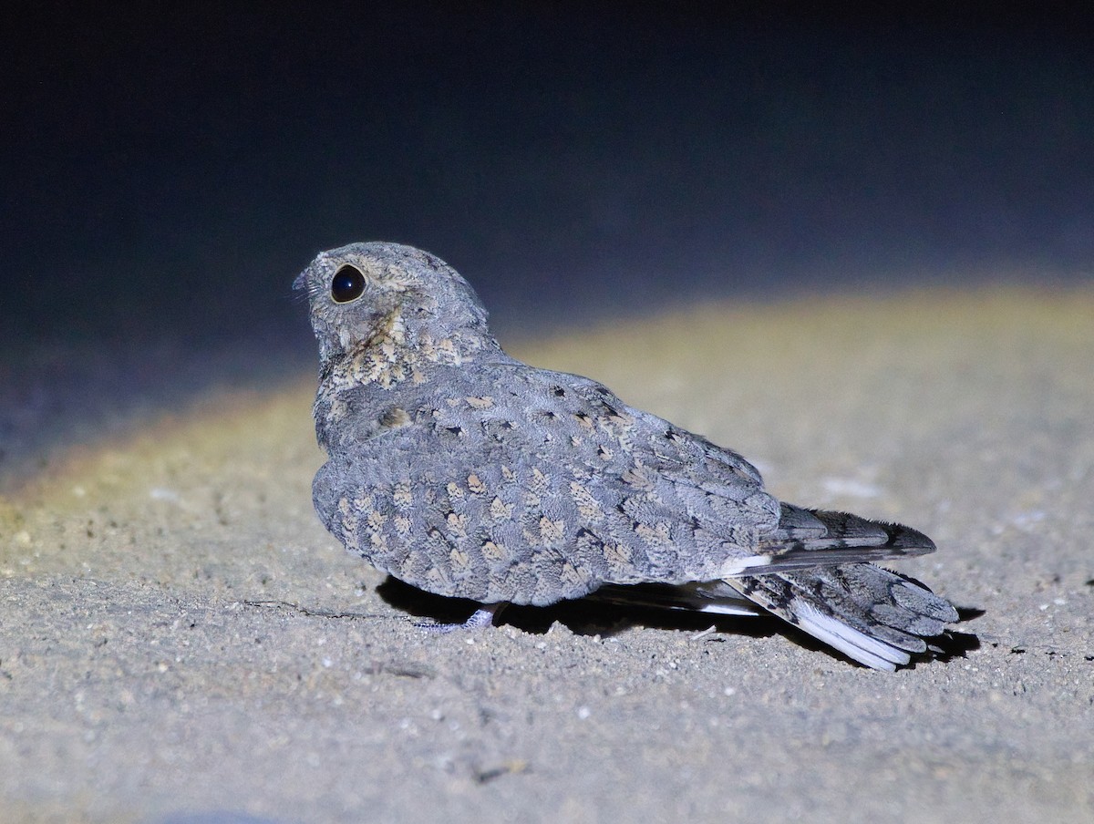 Sykes's Nightjar - ML645255383