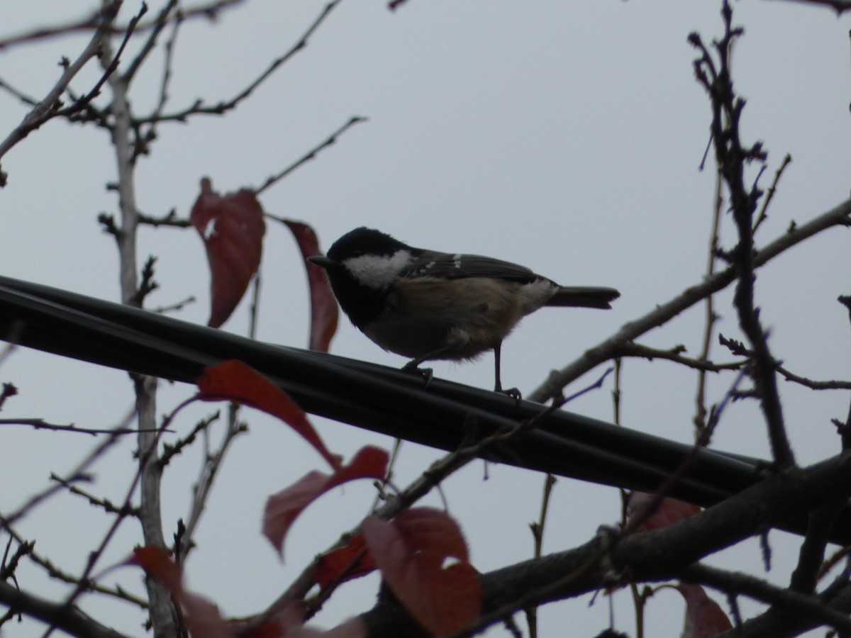 Coal Tit (Caucasus) - ML645255384