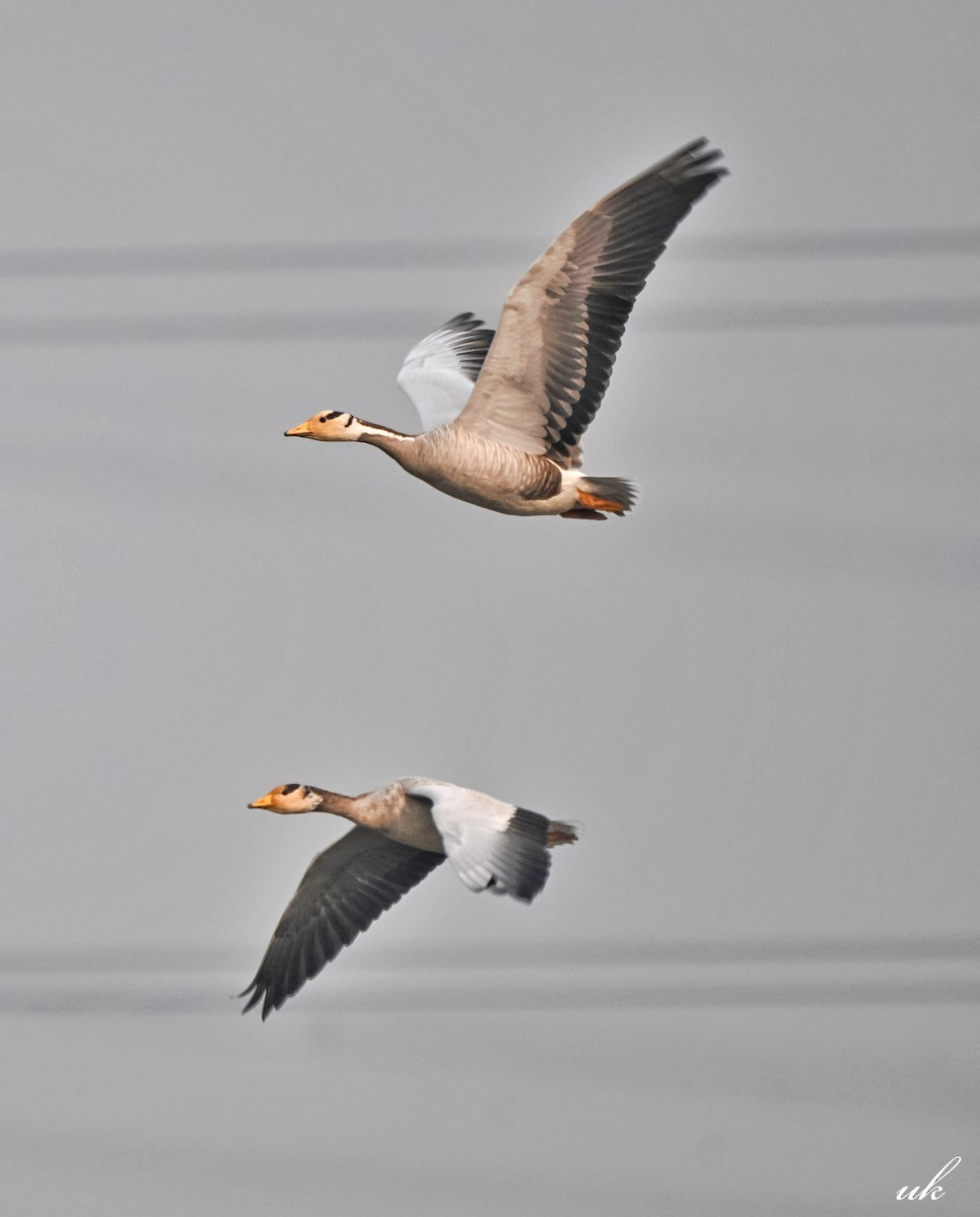 Гуска гірська - ML645255387