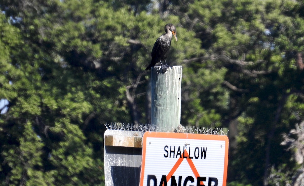 Cormoran à aigrettes - ML645255397