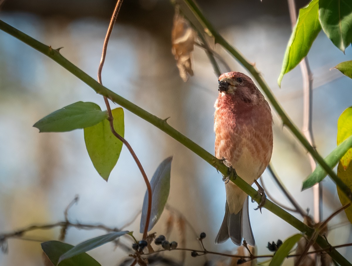 Чечевиця кармінова - ML645255404