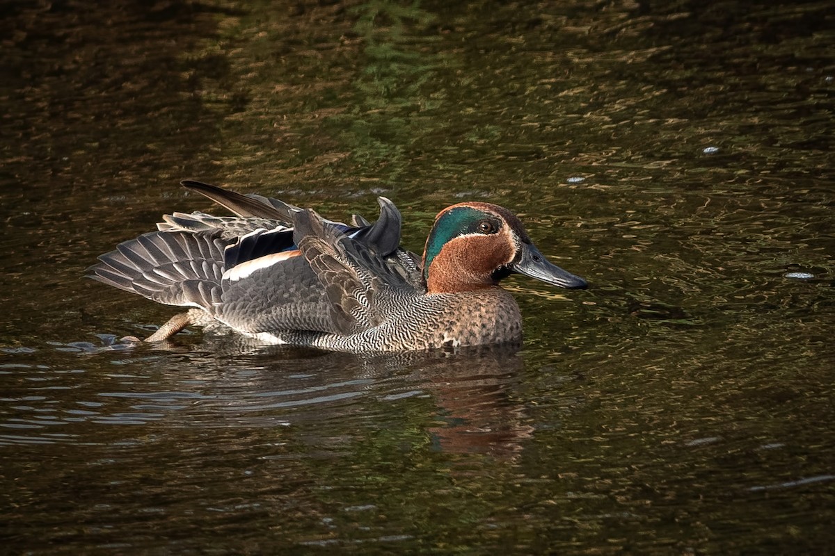 čírka obecná - ML645255406