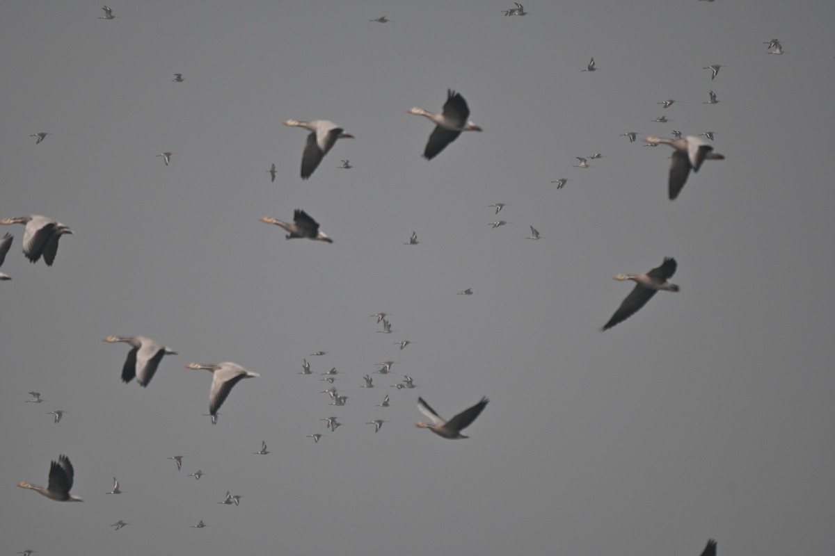 Graylag Goose - ML645255410