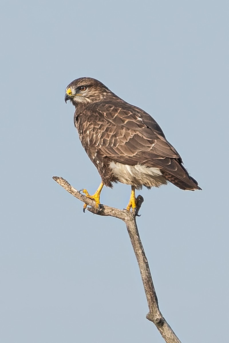 káně lesní - ML645255411