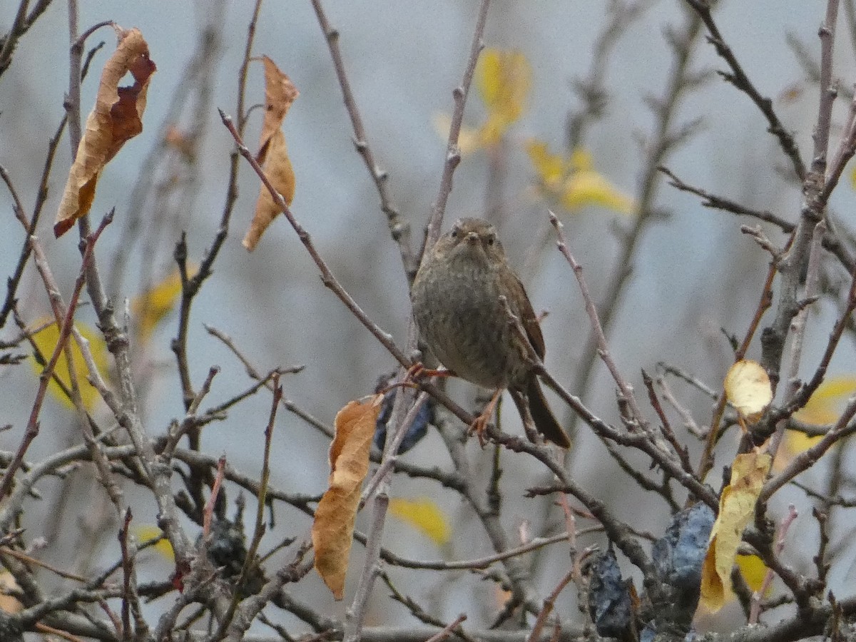 Dunnock - ML645255417