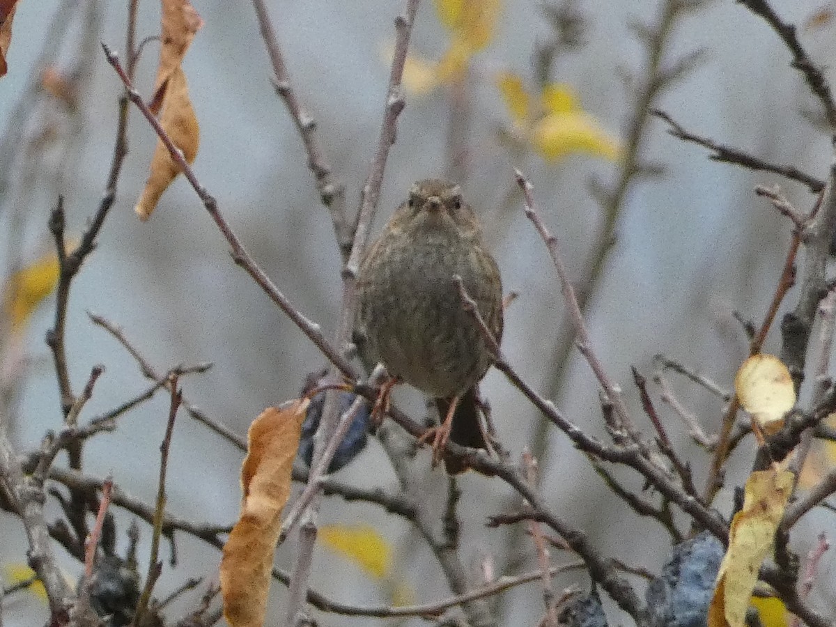 Dunnock - ML645255418