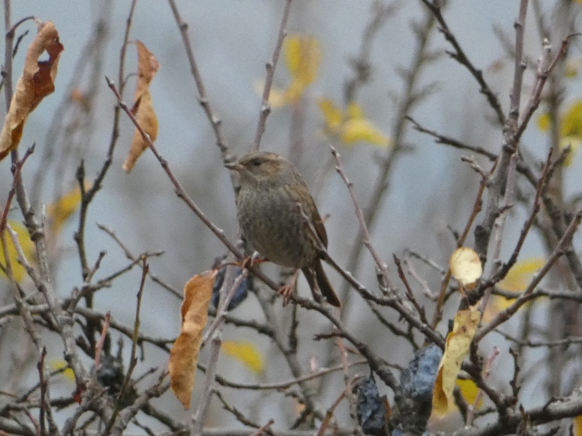 Dunnock - ML645255419
