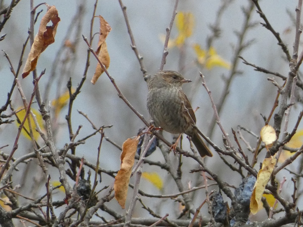 Dunnock - ML645255420
