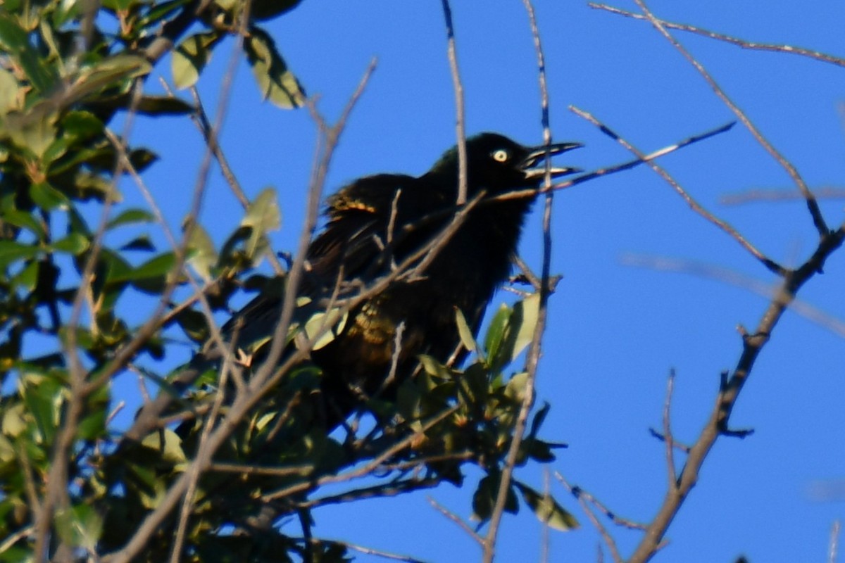 Common Grackle - ML645255421