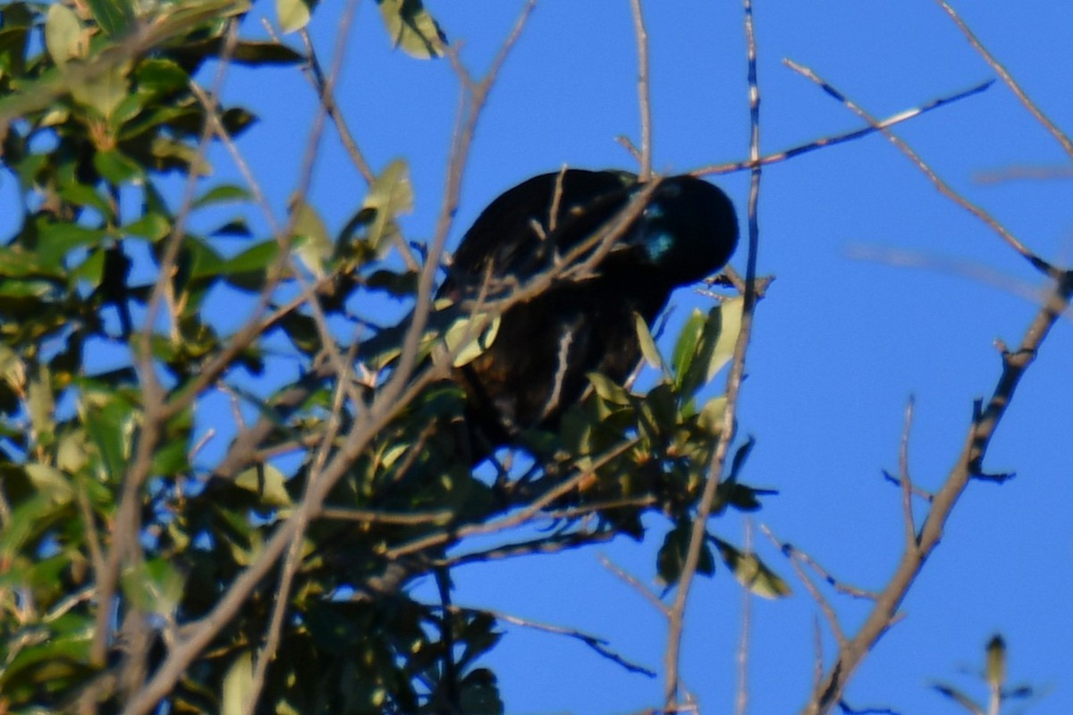 Common Grackle - ML645255422
