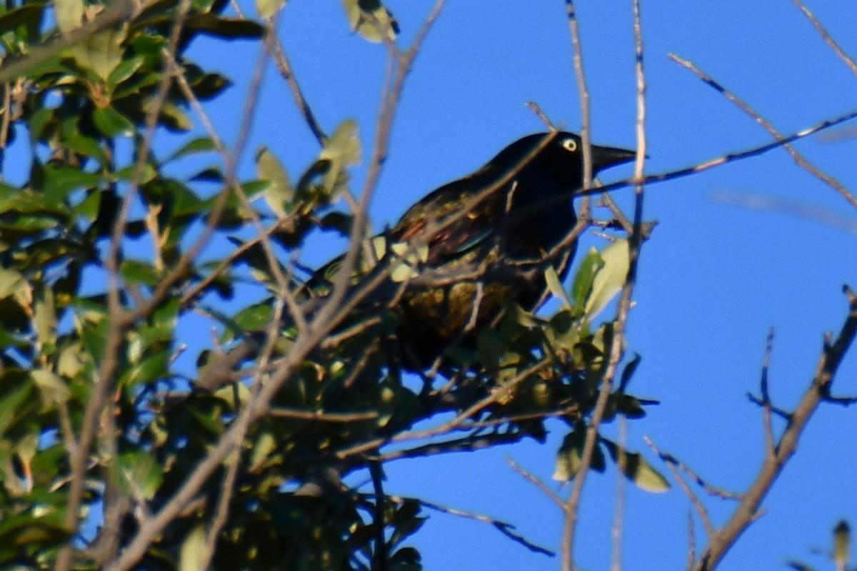 Common Grackle - ML645255423