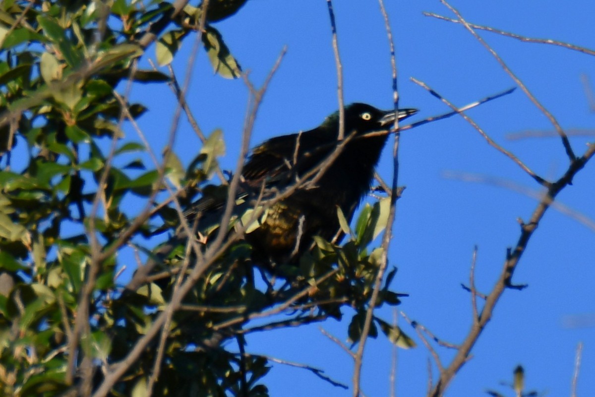 Common Grackle - ML645255424