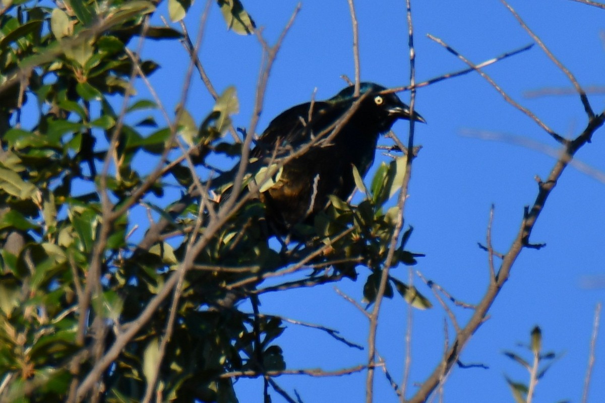 Common Grackle - ML645255425