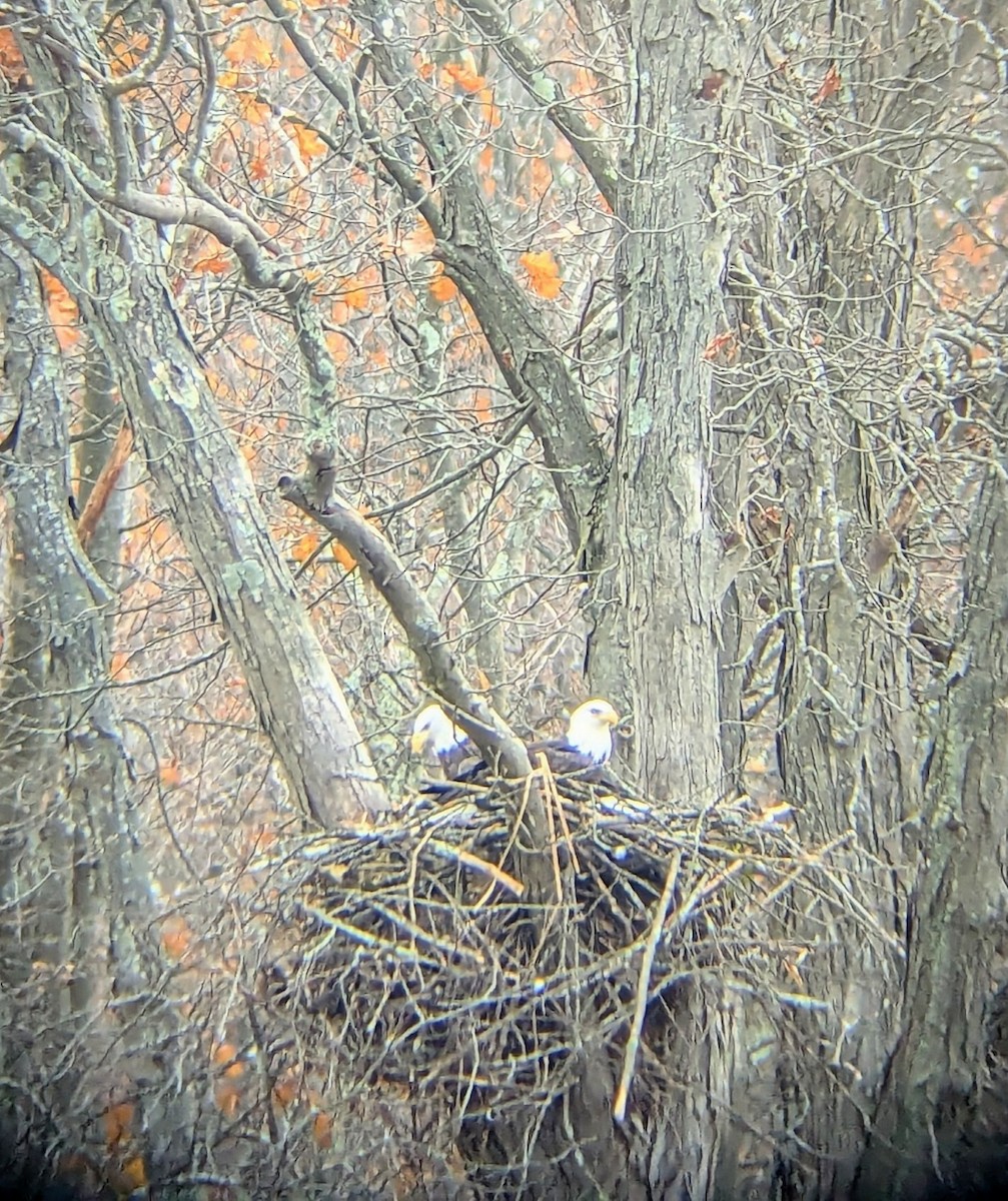 orel bělohlavý - ML645255435