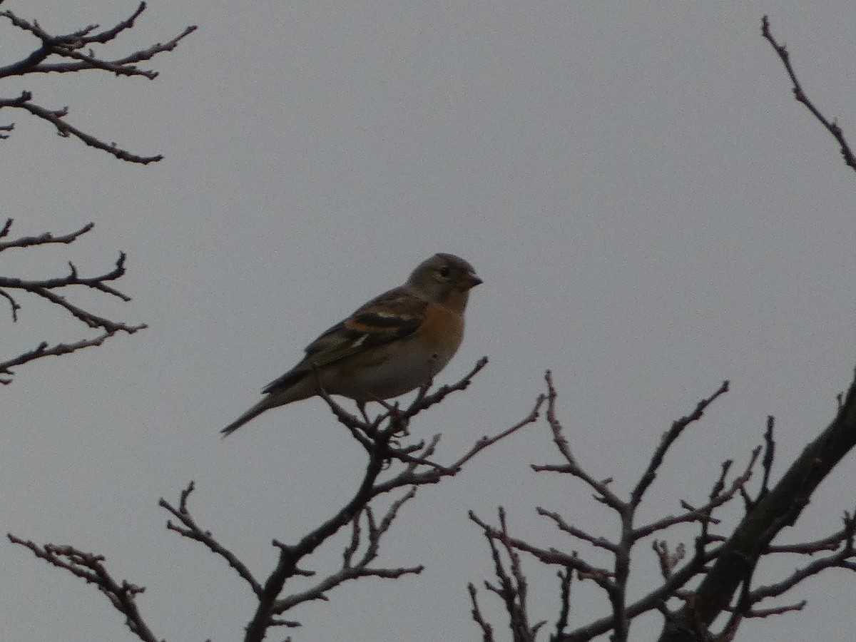 Brambling - ML645255439