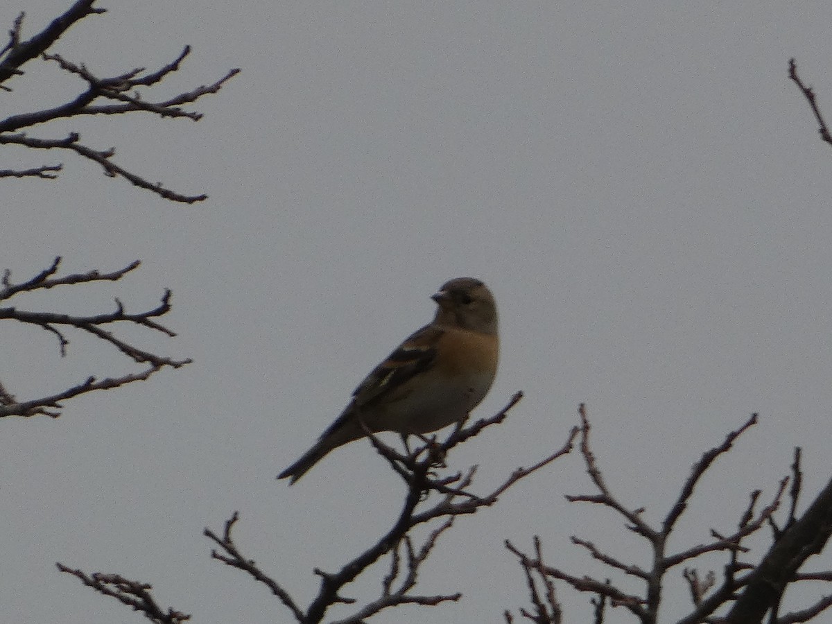 Brambling - ML645255440