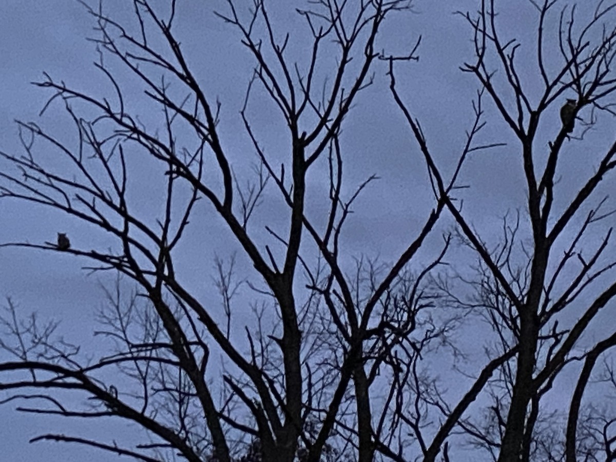 Great Horned Owl - ML645255444