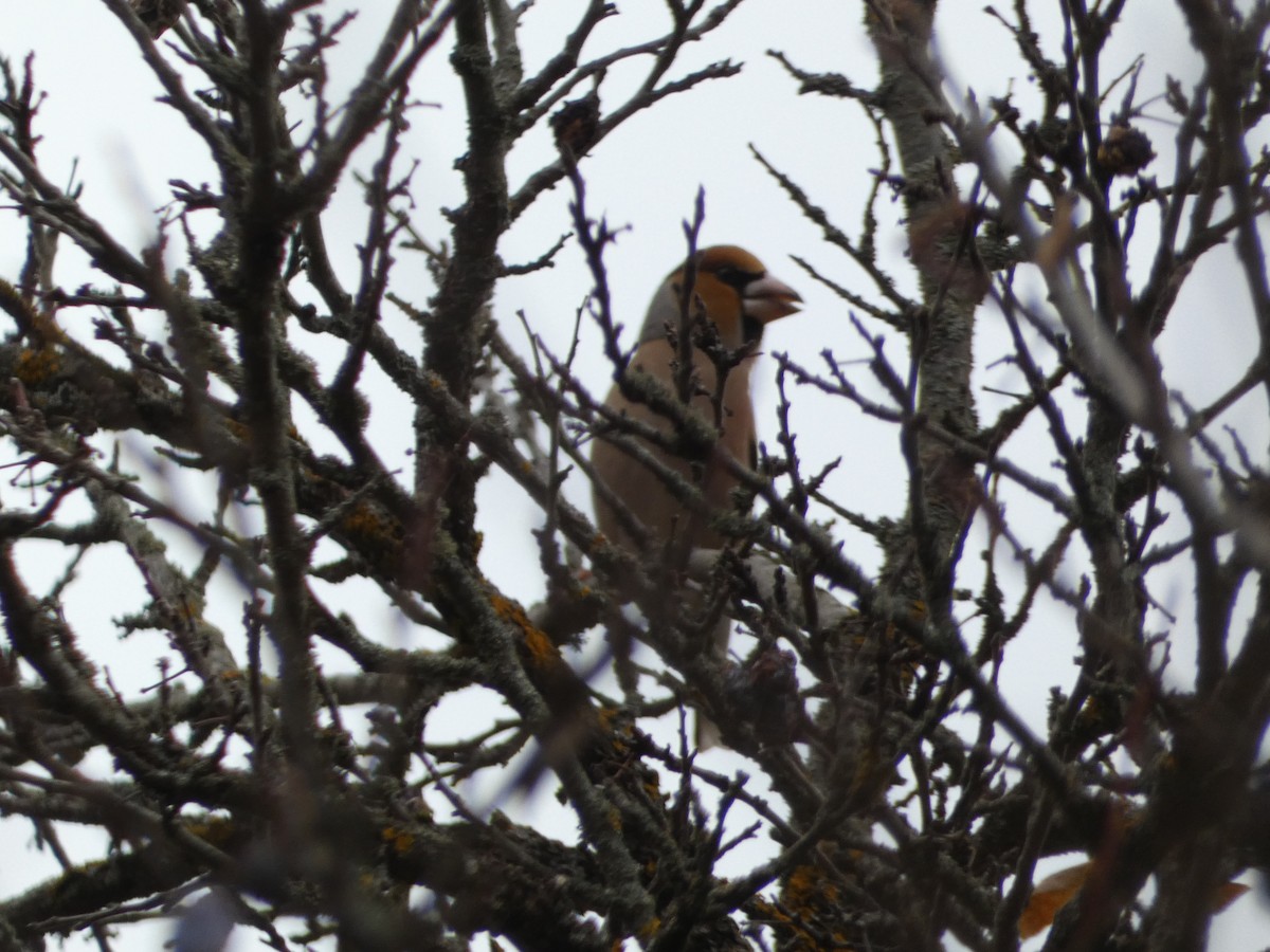 Hawfinch - ML645255446