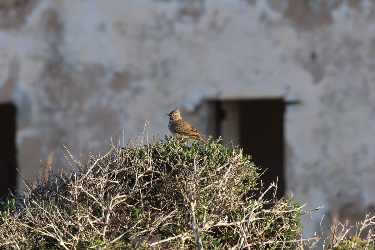 Thekla's Lark - ML645255447