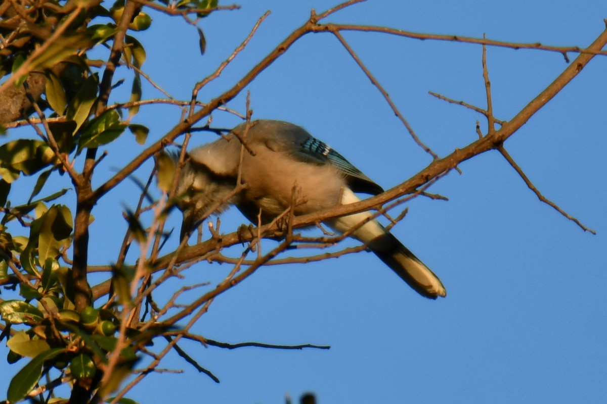 Blue Jay - ML645255448