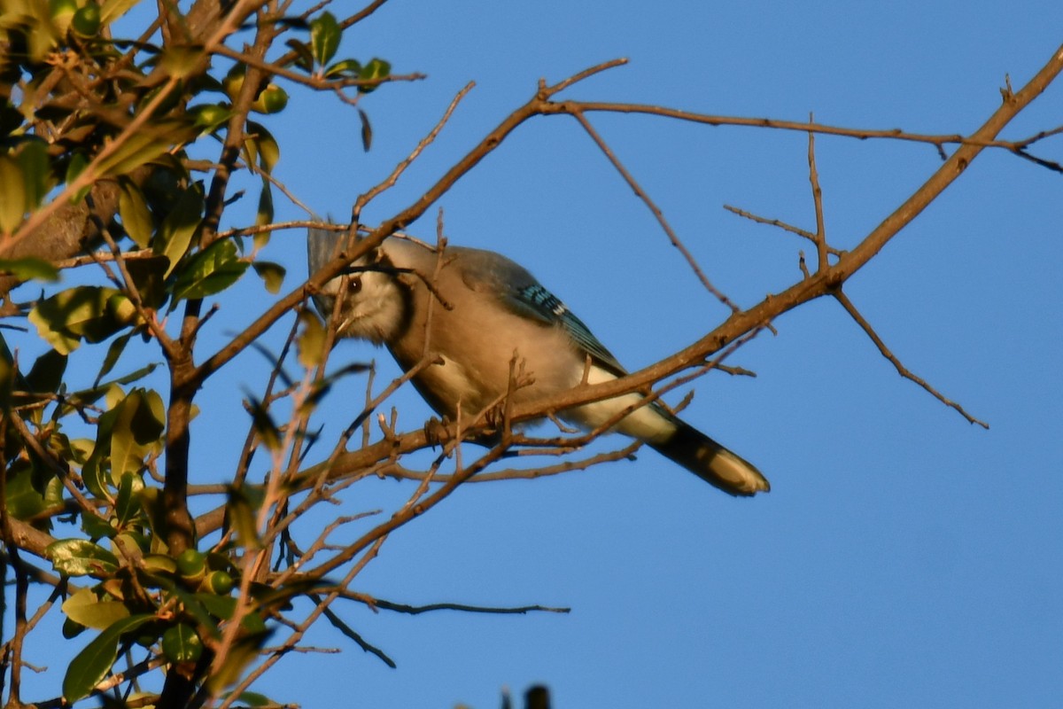 Blue Jay - ML645255450