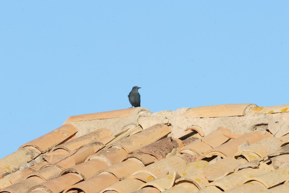 Harkaitz-zozo urdina - ML645255451