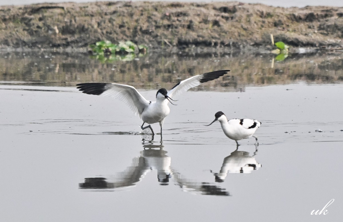 Abozeta kaskabeltza - ML645255452