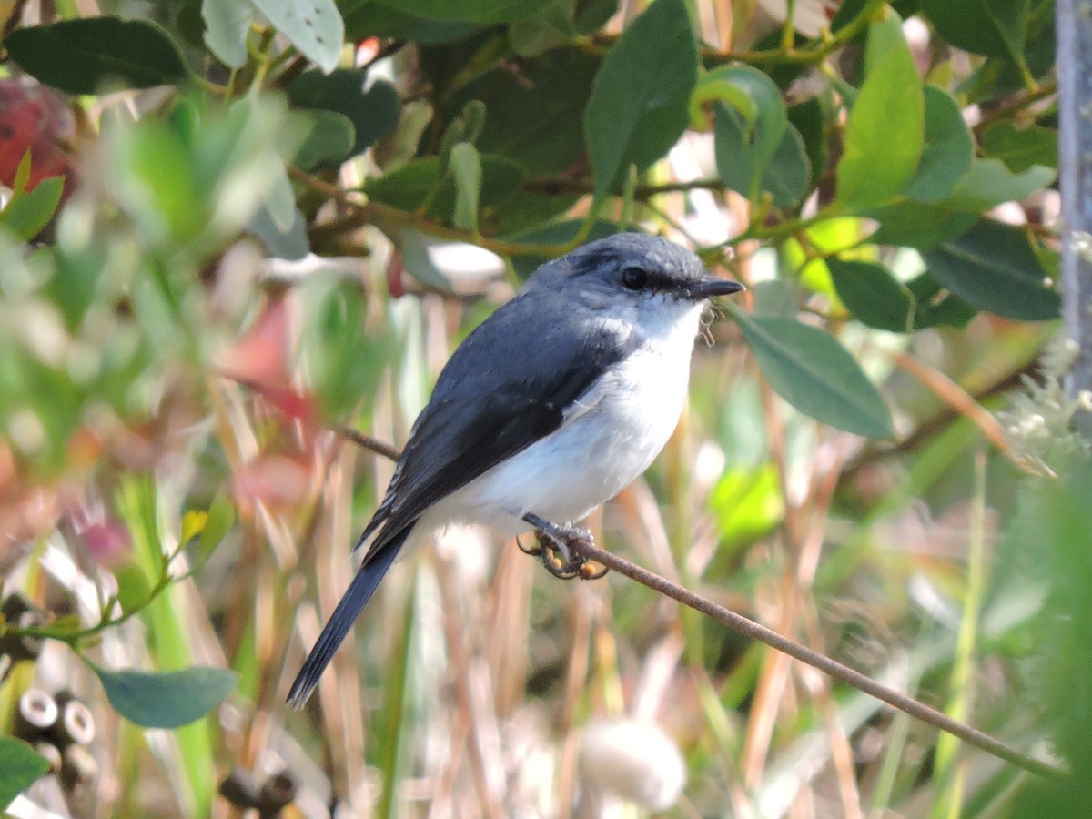 White-breasted Robin - ML645255464