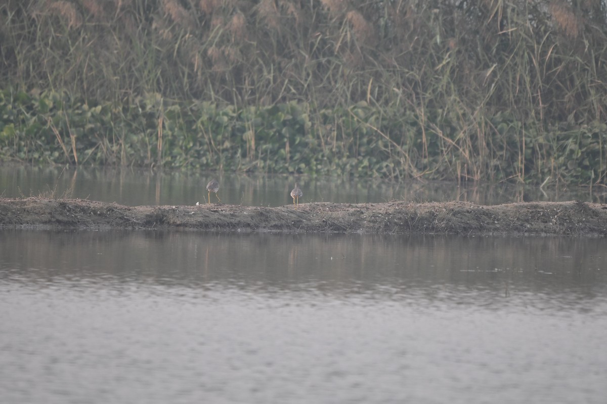 Hegabera buztanzuria - ML645255465