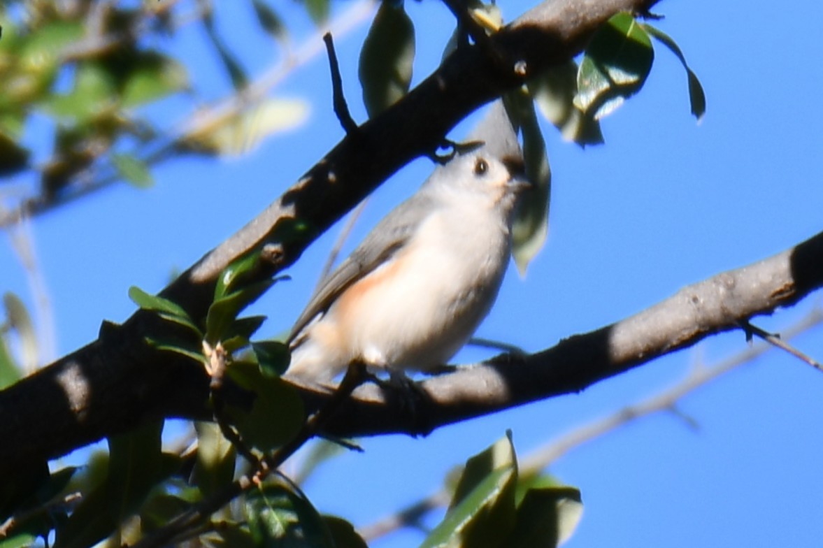 Tufted Titmouse - ML645255466