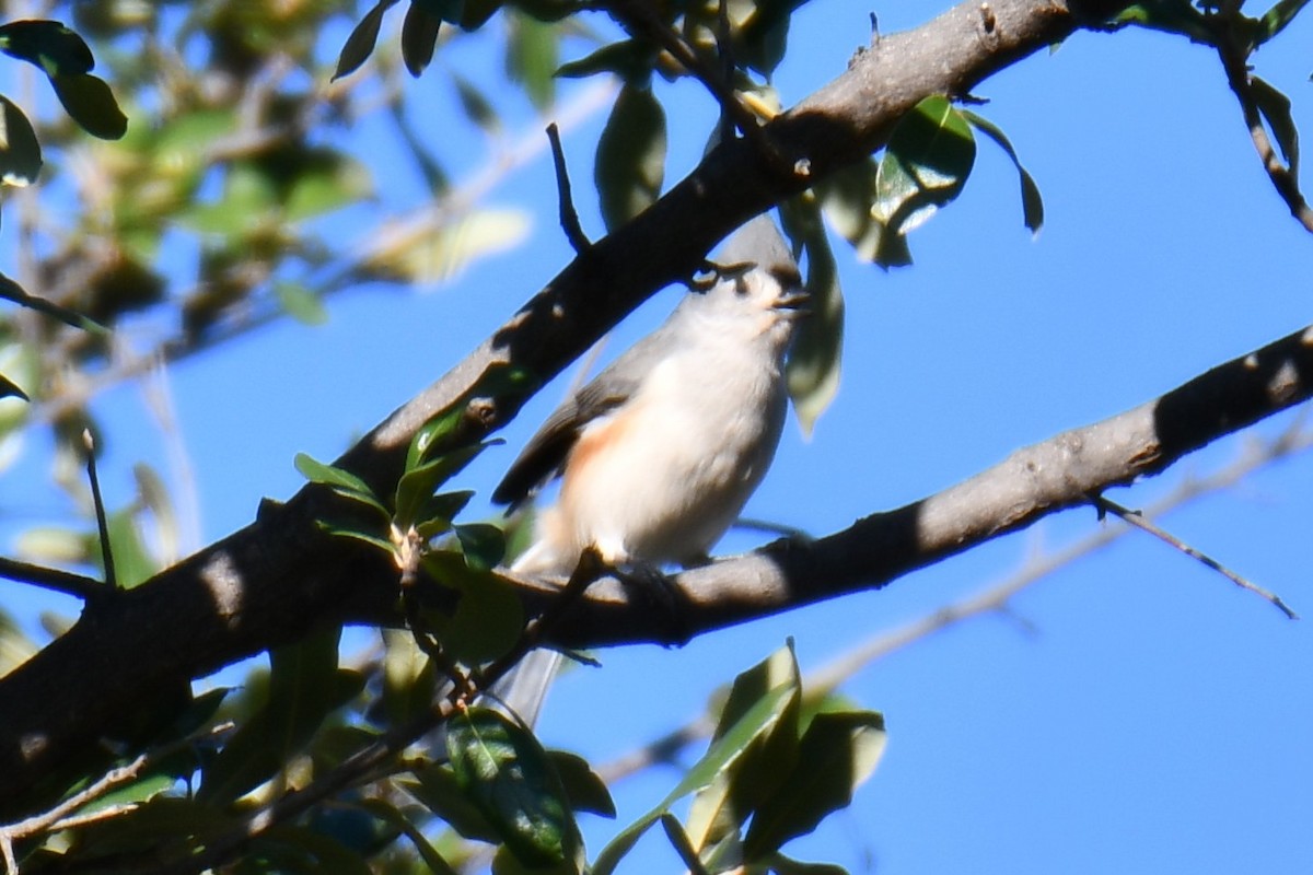 Tufted Titmouse - ML645255467