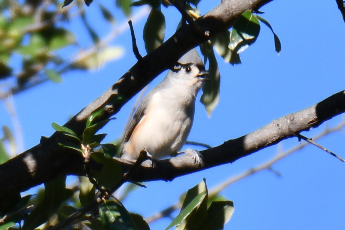Tufted Titmouse - ML645255468