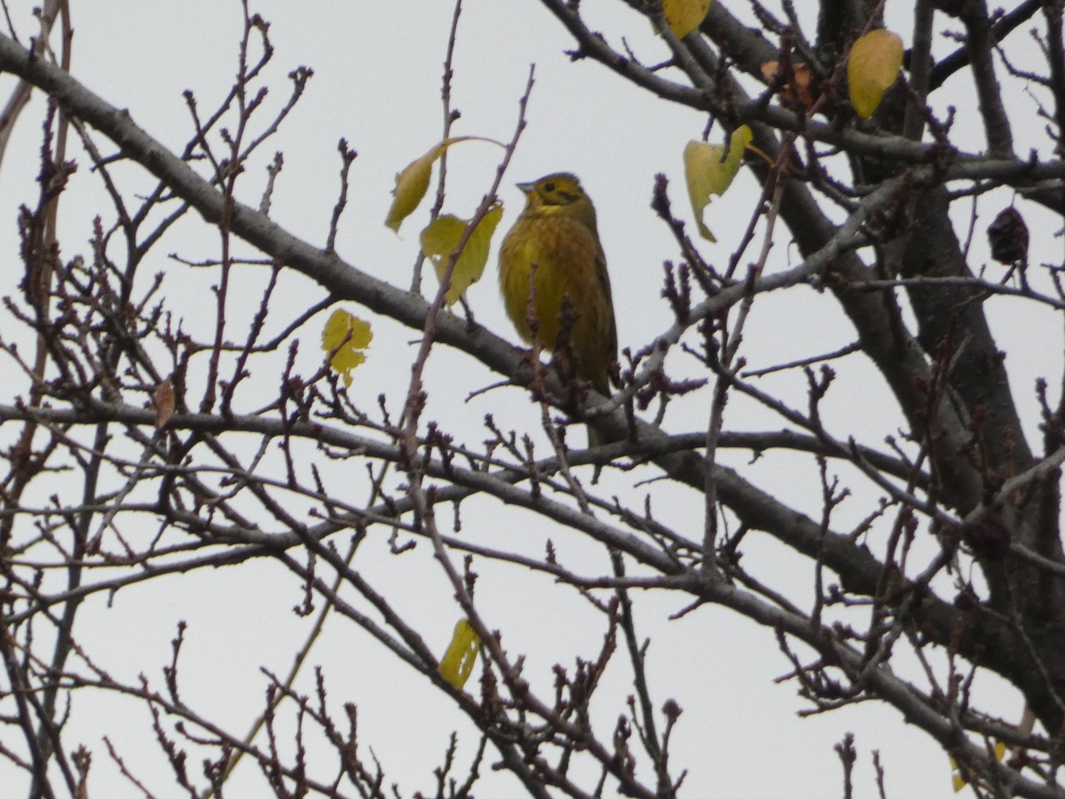 Berdantza horia - ML645255469